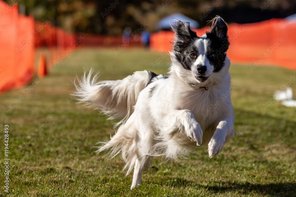 Border Collie Running Lure Course Sprint Dog Sport Border Collie Running Lure Course Sprint Dog Sport