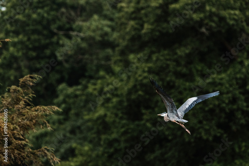 Great Blue Heron Flying to a Tree photo