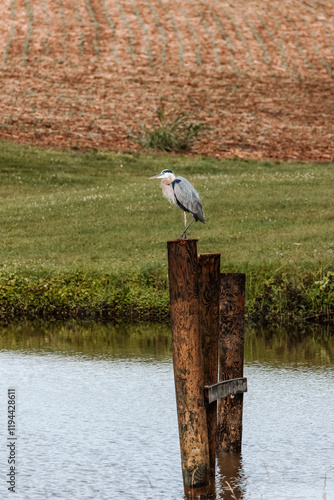 Great Blue Heron Sitting by Pond photo