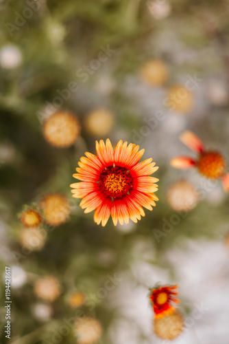 Yellow and Orange Flowers at Bahamas photo