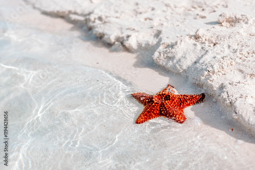 Red Starfish Washed Ashore on Bahamas Beach photo