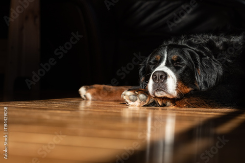 Bernese Mountain Dog sleeping peacefully on a sunlit wooden floor photo