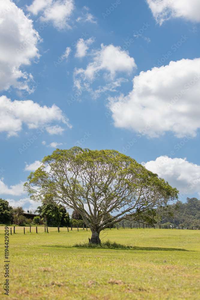 Single Acacia Tree in Wide Pasture Under Blue Sky with puffy clouds Single Acacia Tree in Wide Pasture Under Blue Sky with puffy clouds