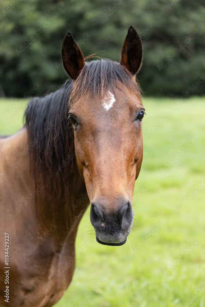 Brown Horse Looking at Camera in Green Pasture Close up Brown Horse Looking at Camera in Green Pasture Close up