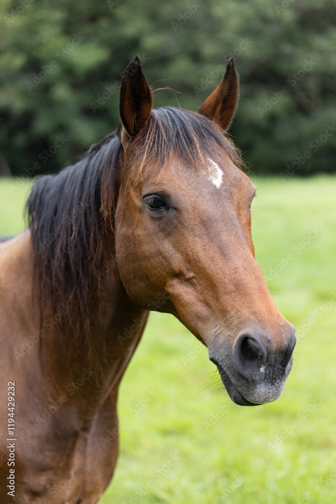 Close up Horse Face Looking off Camera with Green Rural Background Close up Horse Face Looking off Camera with Green Rural Background