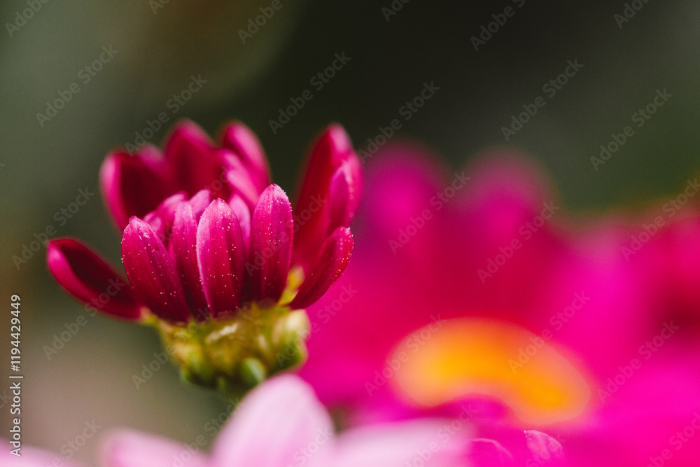 Close Up Bright Pink Gerbera Daisy
