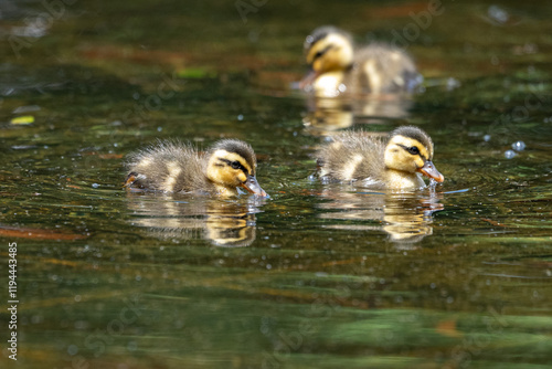 新緑の公園の池で泳ぐ子ガモの兄弟 photo