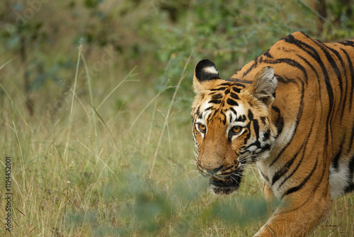 Bold and beautiful tiger coming out from the bushes at bandipur national park, karnataka, india. 