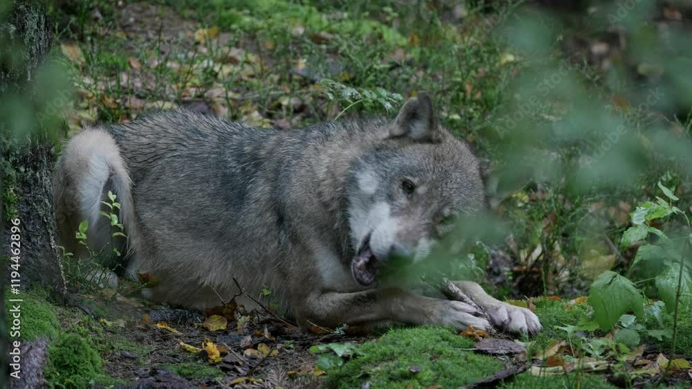Wolf (Canis lupus) gnawing a bone from prey on the forest floor in the rain Wolf (Canis lupus) gnawing a bone from prey on the forest floor in the rain