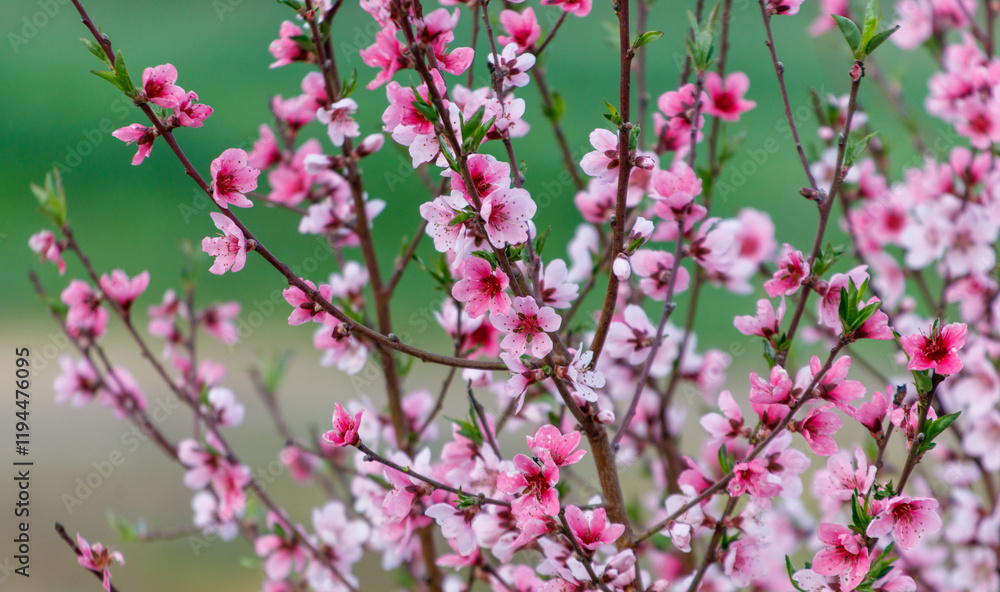A tree with pink flowers is in a field A tree with pink flowers is in a field
