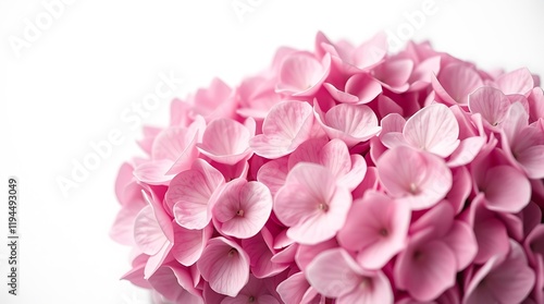 "Floral Serenity: Yellow Daffodils Standing Tall,"
