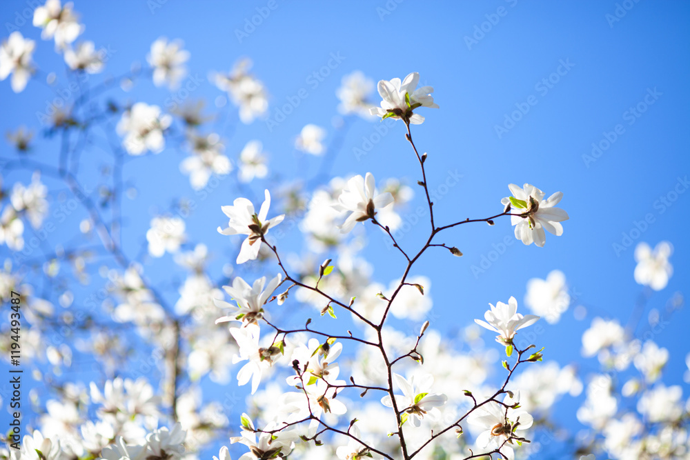 Branches of white magnolia with buds and first gentle leaves on blue sky bacckground. Springtime background. Hello spring concept. Selective soft focus. Branches of white magnolia with buds and first gentle leaves on blue sky bacckground. Springtime background. Hello spring concept. Selective soft focus.