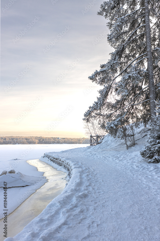 A forest covered with snow, winter landscape in the forest, snow-covered frozen trees, Russian winter, sunny winter day in the countryside A forest covered with snow, winter landscape in the forest, snow-covered frozen trees, Russian winter, sunny winter day in the countryside