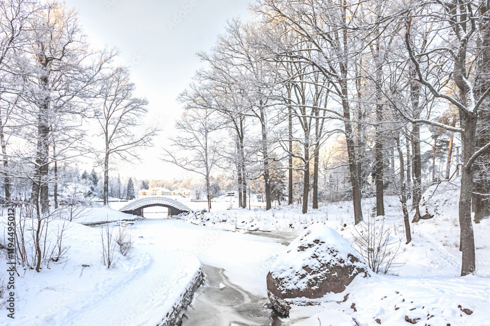 Fototapeta premium A forest covered with snow, winter landscape in the forest, snow-covered frozen trees, Russian winter, sunny winter day in the countryside