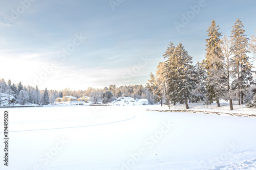 Wallpaper Mural A forest covered with snow, winter landscape in the forest, snow-covered frozen trees, Russian winter, sunny winter day in the countryside Torontodigital.ca