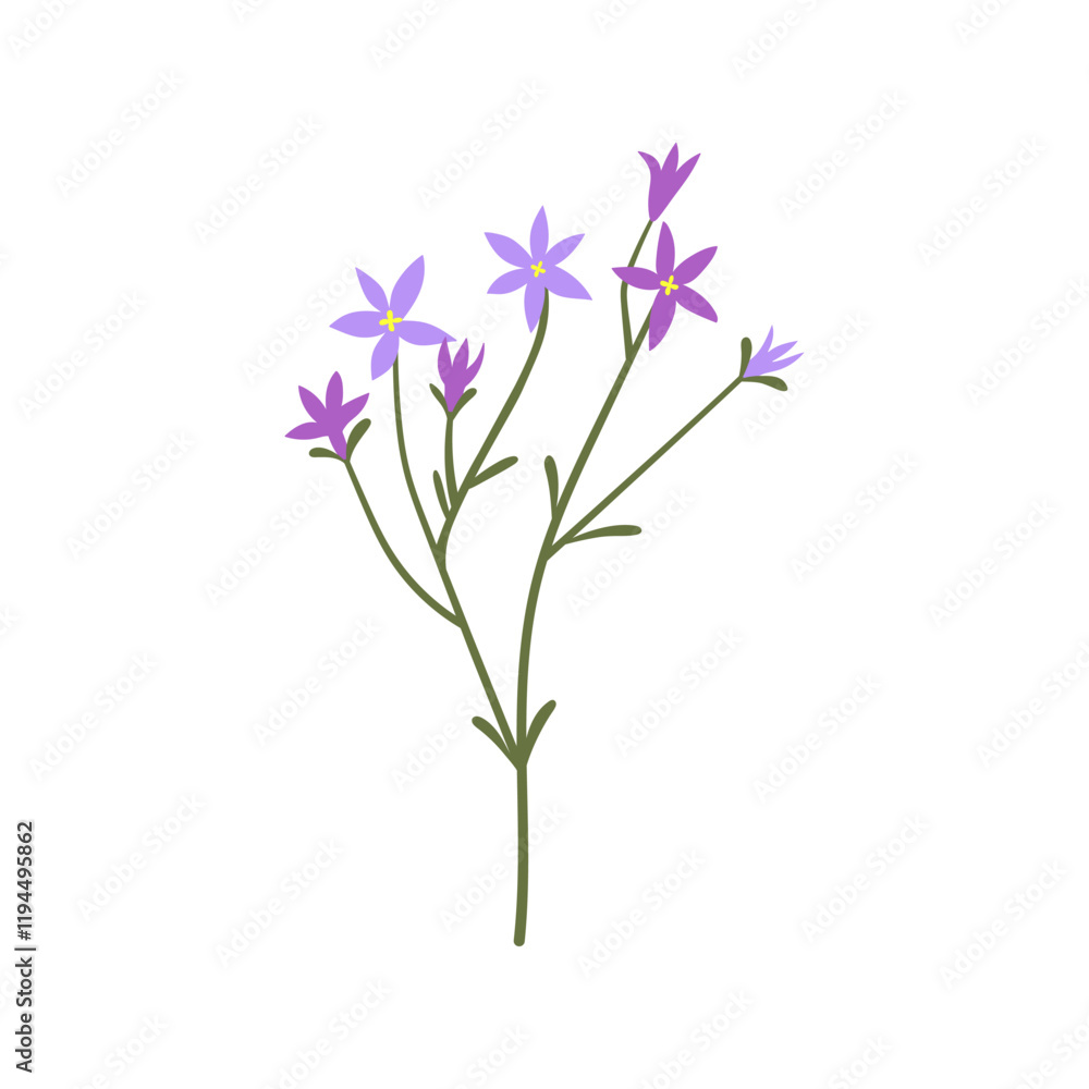 Naklejka premium Floral branch. Gentle flower, spreading bellflowers with simple tiny delicate blossoms. Wildflower, field meadow blooming plant. Botanical flat vector illustration isolated on white background