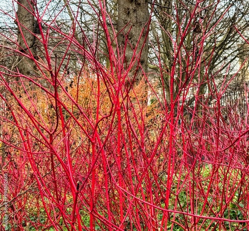 Cornus alba showing vivid red stems with no foliage in winter