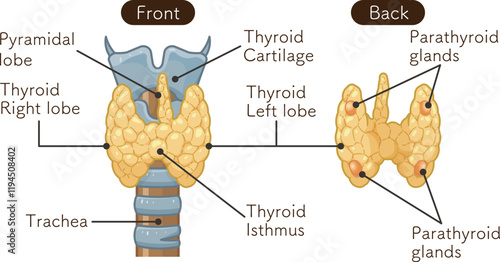 甲状腺、副甲状腺のイラスト Thyroid Gland , Parathyroid glands illustration