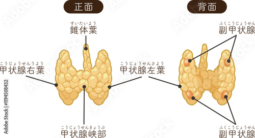 甲状腺、副甲状腺のイラスト Thyroid Gland , Parathyroid glands illustration