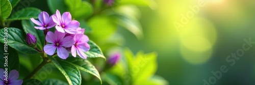 Soft purple blooms, lush green foliage, sunlight dappled , leaves, sunlight, green leaves