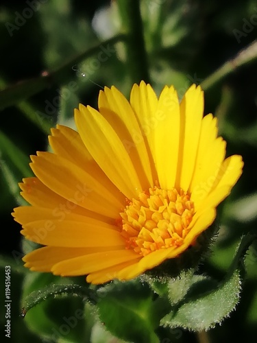Caléndula arvensis. Maravilla silvestre. Hierba del podador.