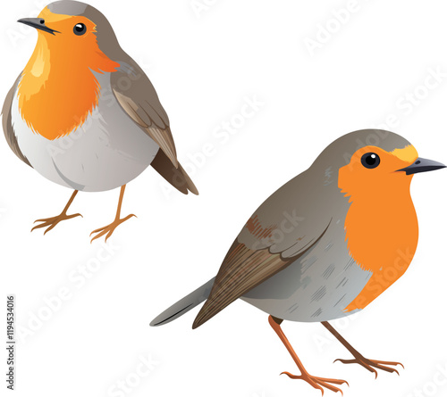 Two european robins standing on white background