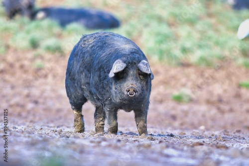 Porc de noir de Bigorre, Hautes-Pyrénées