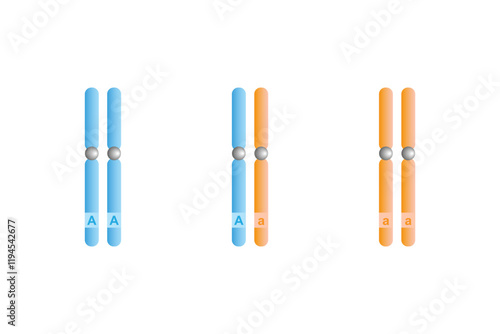 Homozygous and Heterozygous Chromosomes Science Design. Vector Illustration.