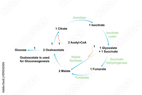 Glyoxylate Cycle Science Design. Vector Illustration.