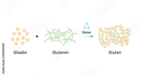 Gluten Molecule Formation From Gliadin and Glutenin Science Design. Vector Illustration.