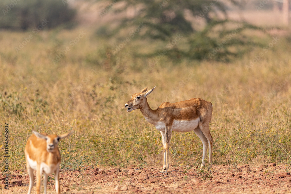 A group of female blackbucks grazes peacefully in the open grasslands of the Bishnoi Blackbuck Reserve in Jodhpur, blending harmoniously with the natural surroundings.