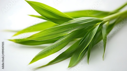 Vibrant Green Leaves: A Close-Up of Lush Foliage photo