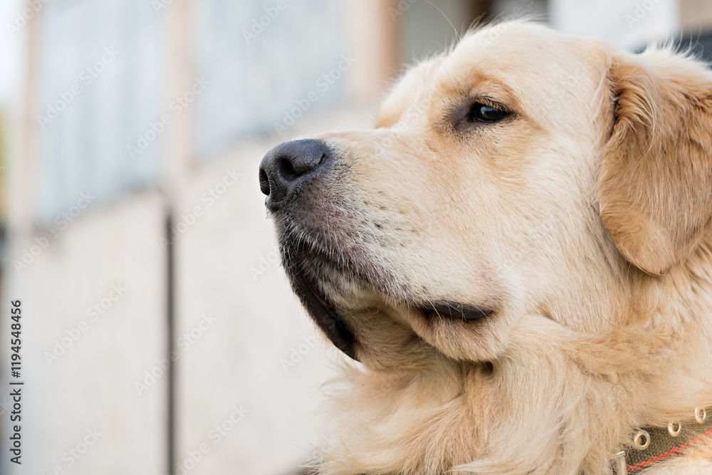 dog muzzle golden retriever, cable dog muzzle golden retriever, cable