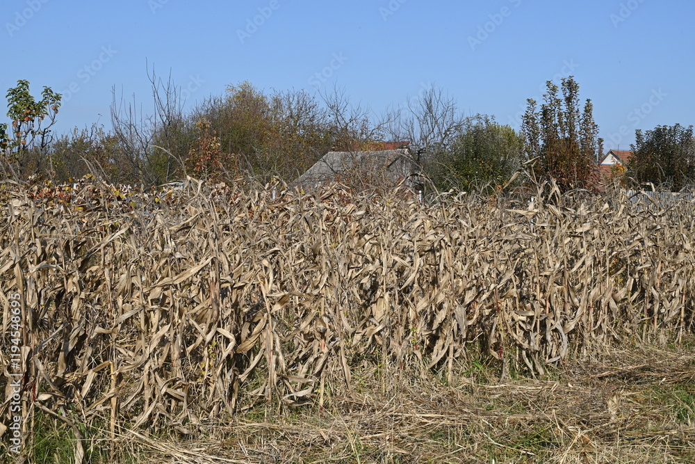 Dry Cornfield in Autumn