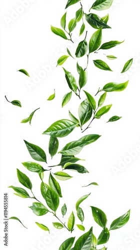 Flowing Arrangement of Tea Leaves Creating a Subtle Herbal Aesthetic