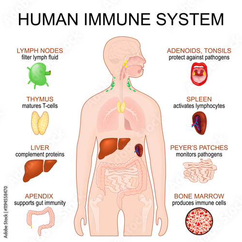 Immune System. Human anatomy.