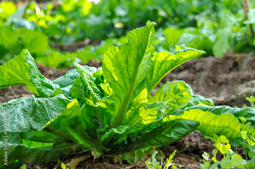 Fototapeta premium Fresh green leaves of vegetables in sunlight