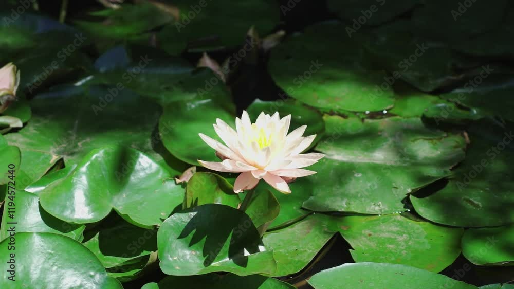 Delicate water lily blooms in a tranquil pond surrounded by lush green leaves Delicate water lily blooms in a tranquil pond surrounded by lush green leaves