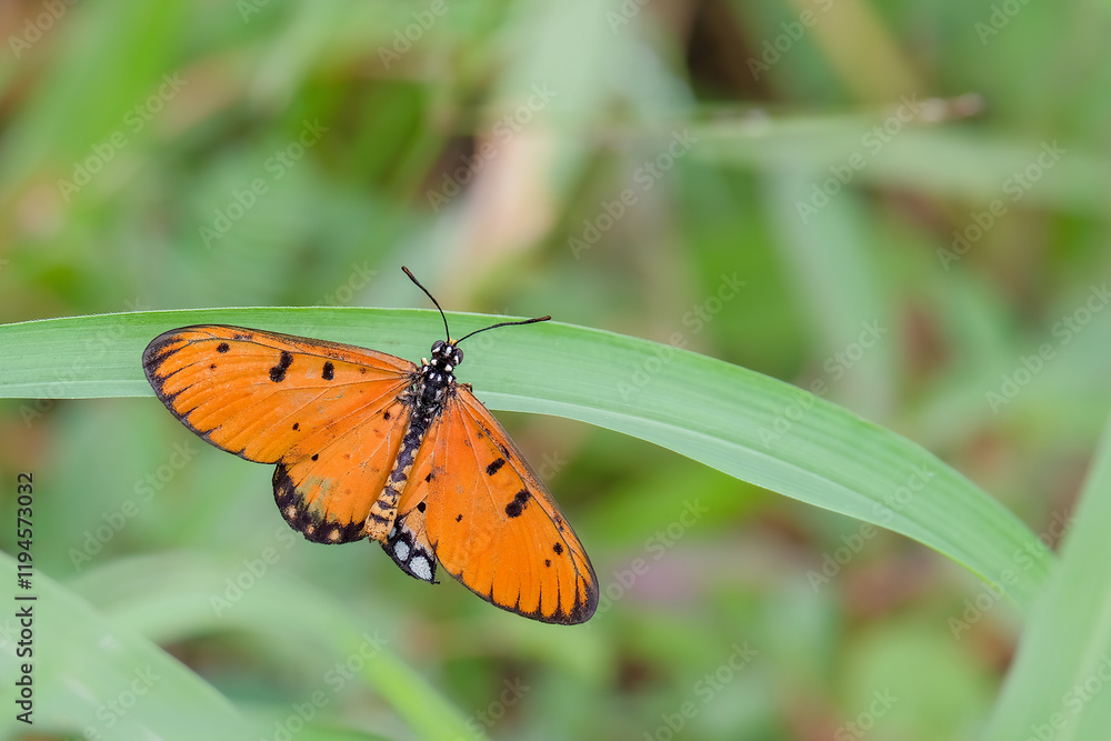 Obraz premium Butterfly on flower and leaf