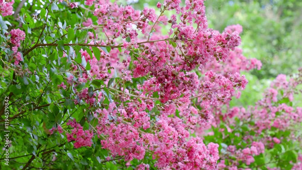 Close up of blooming crape myrtle flowers showcasing vibrant beauty in summer Close up of blooming crape myrtle flowers showcasing vibrant beauty in summer