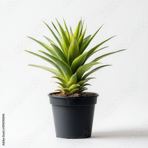 Potted pineapple plant, studio shot, white background, home decor