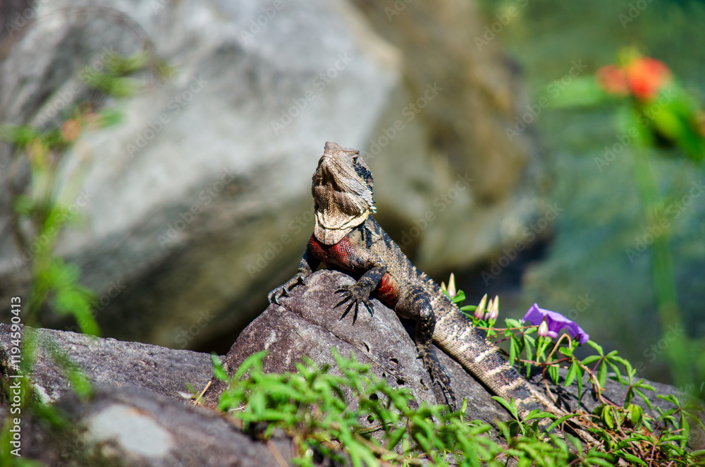 Obraz premium Australian water dragon lizard sunbathing on rock in Yamba NSW