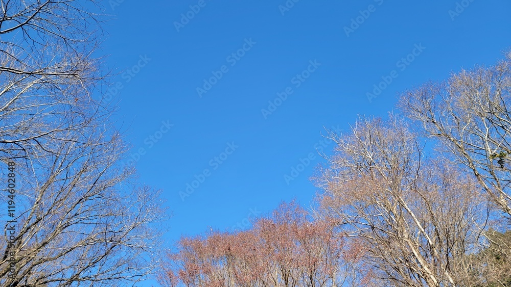 冬の樹木・血管・冬の空・小枝・枝/Winter trees, blood vessels, winter sky, twigs, branches/겨울 나무, 혈관, 겨울 하늘, 나뭇 가지, 가지 冬の樹木・血管・冬の空・小枝・枝/Winter trees, blood vessels, winter sky, twigs, branches/겨울 나무, 혈관, 겨울 하늘, 나뭇 가지, 가지