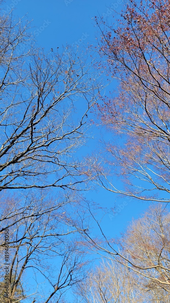 冬の樹木・血管・冬の空・小枝・枝/Winter trees, blood vessels, winter sky, twigs, branches/겨울 나무, 혈관, 겨울 하늘, 나뭇 가지, 가지 冬の樹木・血管・冬の空・小枝・枝/Winter trees, blood vessels, winter sky, twigs, branches/겨울 나무, 혈관, 겨울 하늘, 나뭇 가지, 가지