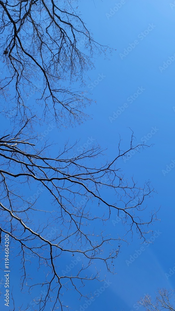 冬の樹木・血管・冬の空・小枝・枝/Winter trees, blood vessels, winter sky, twigs, branches/겨울 나무, 혈관, 겨울 하늘, 나뭇 가지, 가지 冬の樹木・血管・冬の空・小枝・枝/Winter trees, blood vessels, winter sky, twigs, branches/겨울 나무, 혈관, 겨울 하늘, 나뭇 가지, 가지