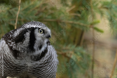 Northern hawk-owl (Surnia ulula) photo