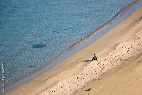 Photos Un cormorano solitario in una spiaggia asciuga le ali al sole
