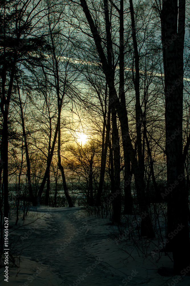 Fototapeta premium sunset in the forest
