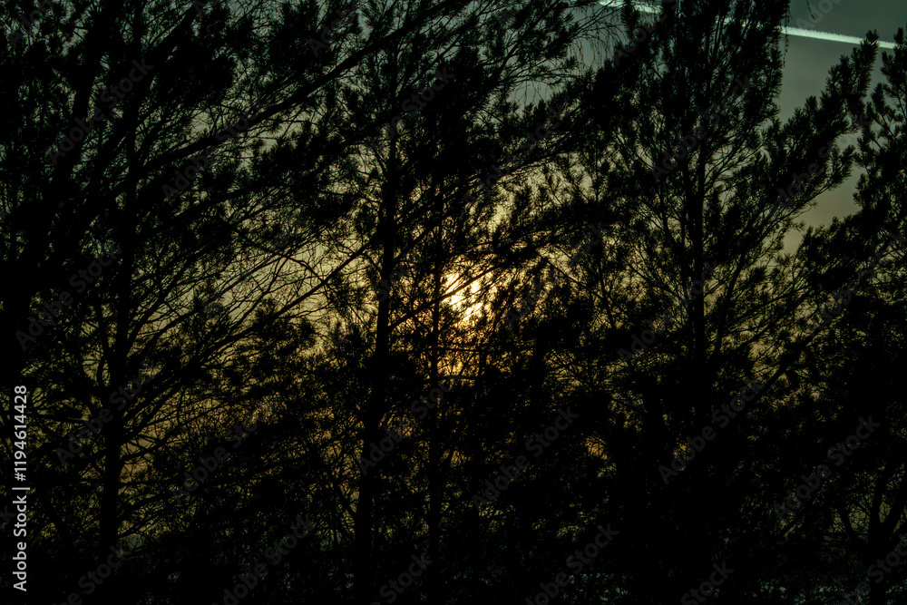 sunset in the forest sunset in the forest
