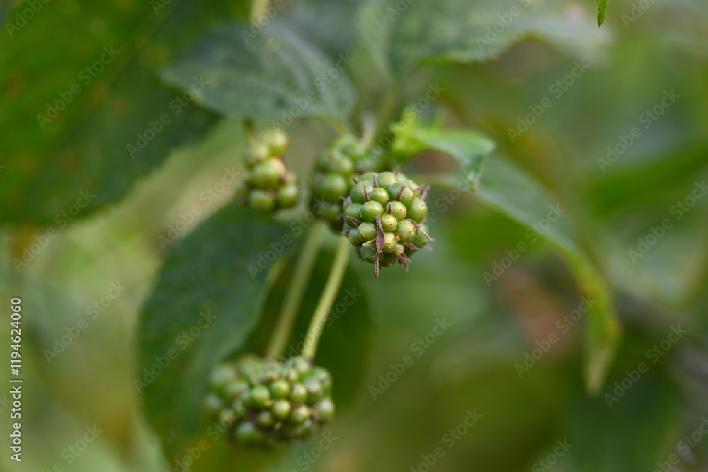 Lantana plant fruits. It is flowering plants in the verbena family, Verbenaceae. The genus includes both herbaceous plants. Its other names shrub verbenas, lantanas and lantana camara. Lantana plant fruits. It is flowering plants in the verbena family, Verbenaceae. The genus includes both herbaceous plants. Its other names shrub verbenas, lantanas and lantana camara.
